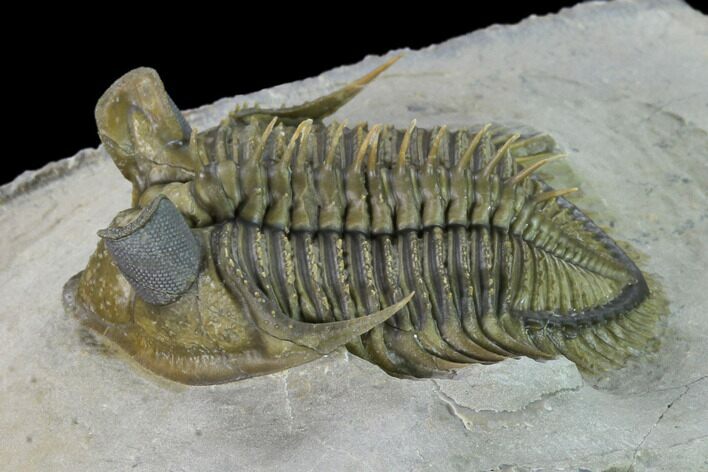 Tower Eyed Erbenochile Trilobite - Top Quality! #160887